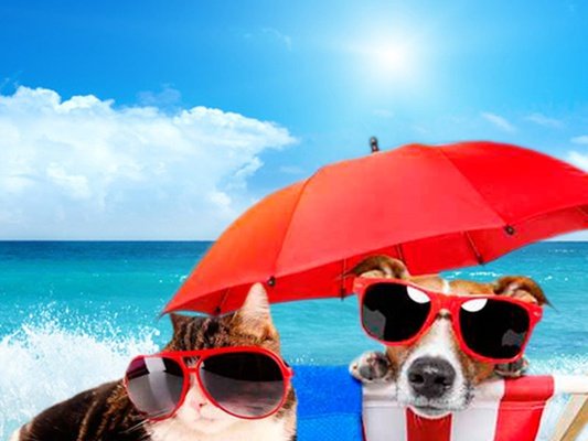 Vacaciones con tu mascota hotel magic villa benidorm Vacaciones con tu mascota hotel magic villa benidorm