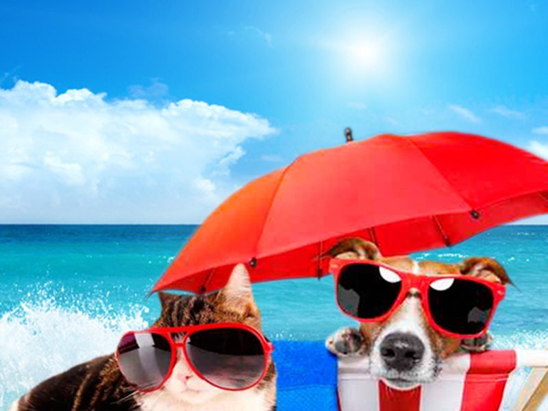 Vacaciones con tu mascota Hotel Magic Villa Benidorm Benidorm Vacaciones con tu mascota Hotel Magic Villa Benidorm Benidorm